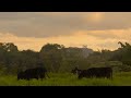 Adult swim bump still shot of cows eating grass at sunset fanmade