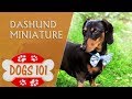 25+ Miniature Dachshund Dog
