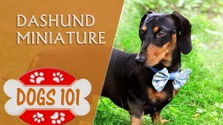 dogs 101 miniature pinscher