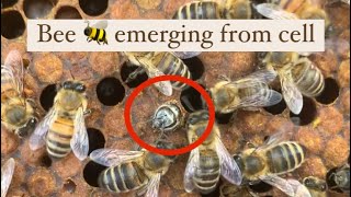 Bee emerging from cell