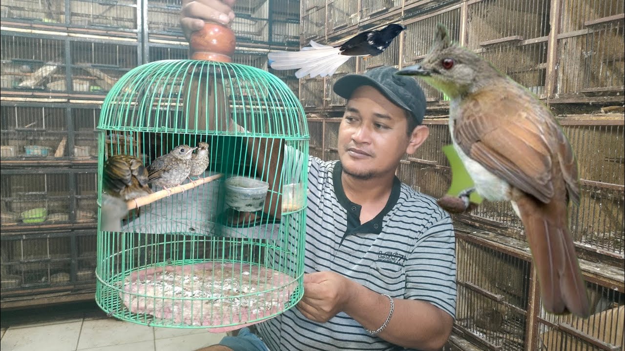 TEMPAT BURUNG SORTIR ADA BURUNG UNIK