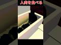 お風呂に人肉を保存して食べるヤバい人がいたゲーム