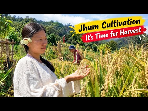 The Wait Is Over 🥳 Finally 🌾🌾🌾
