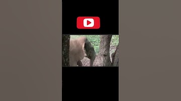 जंगली हाथी का Video 🦣🔥| Elephant attack | Elephant |#shorts #elephant #shortvideo #manojdey #viral