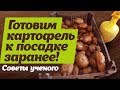 Как готовить картофель к посадке  Проращивание на свету