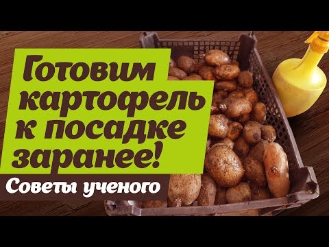 Вопрос: Картофель на посадку проращивать в темноте или на свету Как лучше?