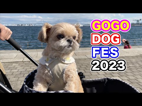犬イベント YOKOHAMA GOGO DOG FES 2023 チワワ×シーズー