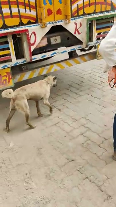This truck driver killed a stray dog when he was sleeping.#help #straydogs #lover #india #support