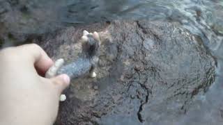 Wolf (schleich wolf series Ep1