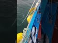 Μέσα στο λιμάνι, σε 1 λεπτό μεσα, 6 λαγοκεφαλοι από 3 έως 5 κιλα το κ...