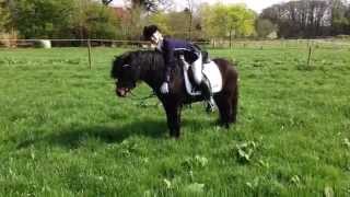 Dartmoorpony Whisky