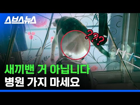 <strong>고양이라면</strong> 다 있다...? 우리집 냥이 뱃살의 실체 / 스브스뉴스