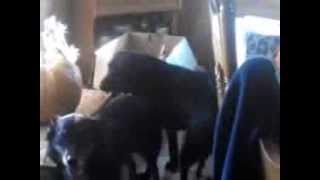 2 Male Dogs Mating Help!! 2 Male Dogs Mating Help!!