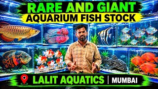 Rare And Giant Aquarium Fish Stock | At Lalit Aquatics Store In Worli Mumbai