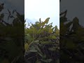 Galaxy S24 Ultra, cinematic Reveal it, no gimbal, no edit, just as is.