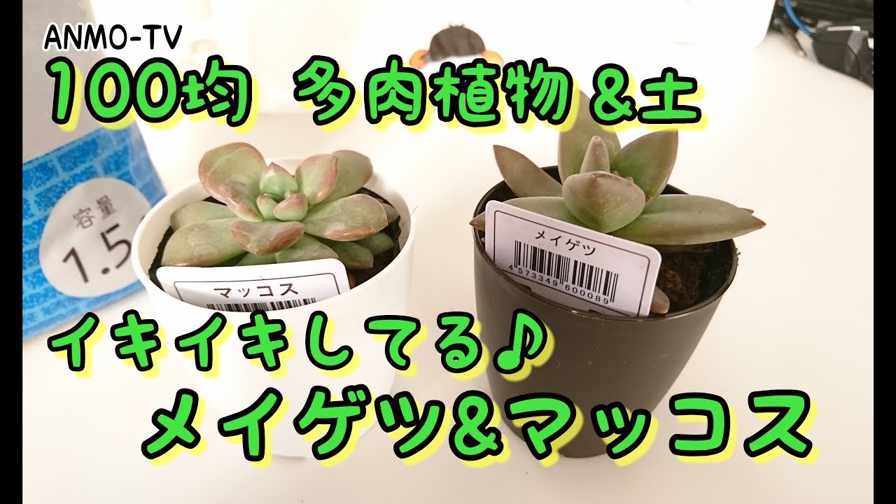 100均 多肉植物 キャンドゥの多肉植物と専用土を買ってきた Youtube