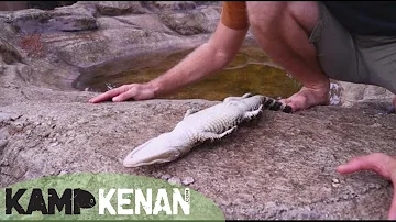 How do alligators sleep?