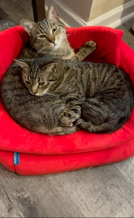 Brother Husband Sister Wife.        #cat #funnycat #kitten #cats #shorts