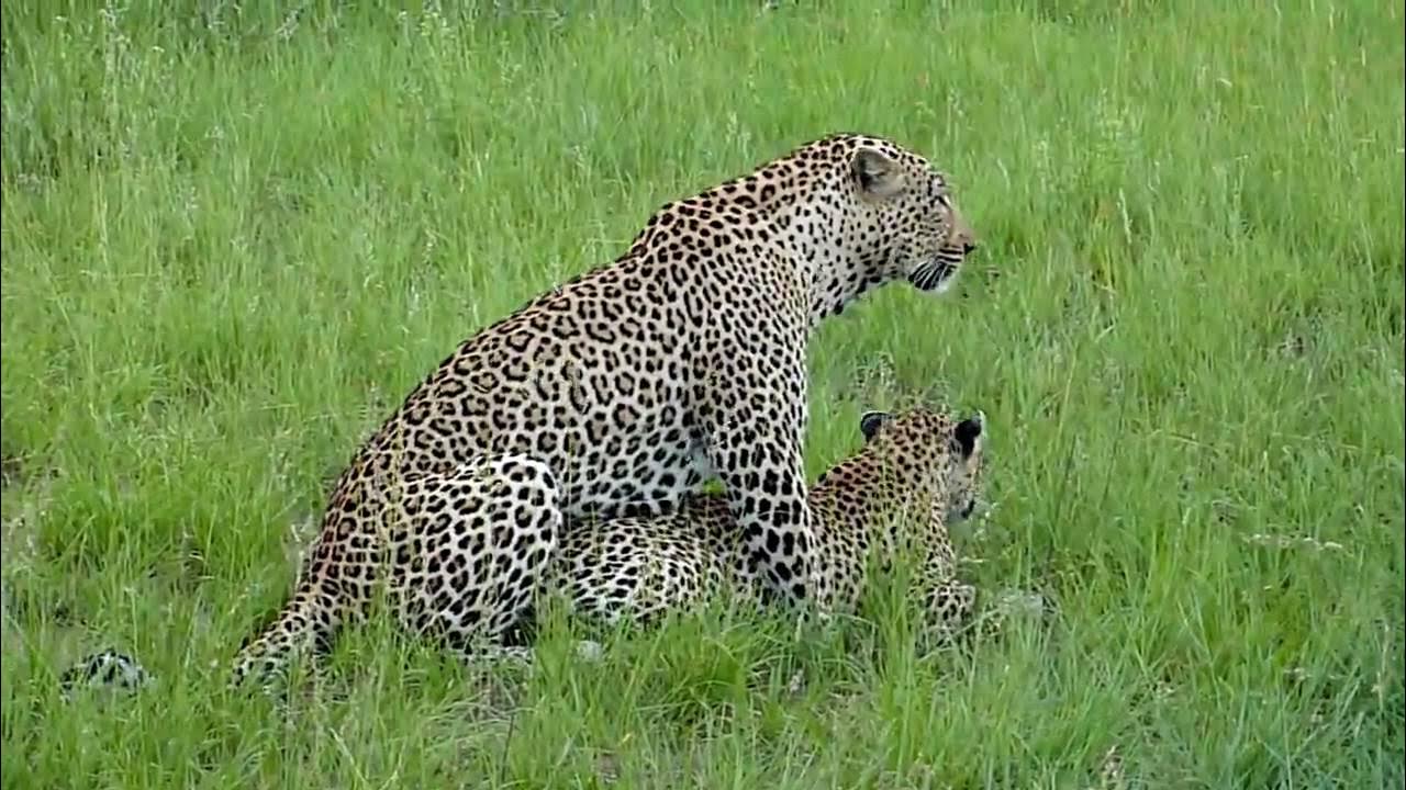 Mating type
