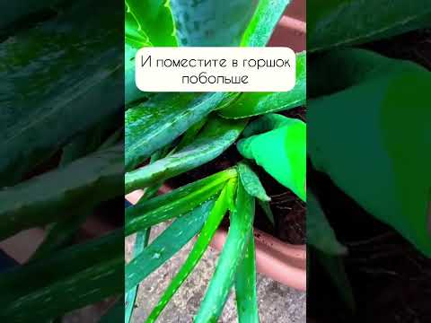 Пересадка отростков алоэ #алоэ #растение #пересадка #отросток