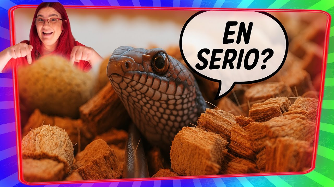 Terrario para ESCINCO DE FUEGO🔥 PASA ESTO❗❗❗