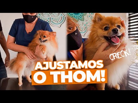 Vídeo: Quando Ver Um Quiroprático De Cachorro E O Que Eles Podem Fazer