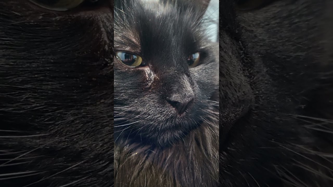 My Pet Cat 97