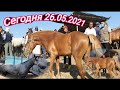 НАРХИ АСП БОЗОРИ ДУШАНБЕ ЛЕНИНСКИЙ РАЙОН 26.05.2021/ЦЕНА ЛОШАДИ В ДУШАНБЕ ЛЕНИНСКИЙ РАЙОН 26.05.2021