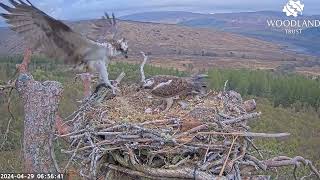 Dorcha is more than ready when Louis the Loch Arkaig Osprey brings breakfast 29 Apr 2024