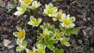 Kevätkukkia - Spring Flowers screenshot 4