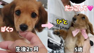 【㊗5歳】いくつになっても甘えん坊が治りません♡【ミニチュアダックスフンド】