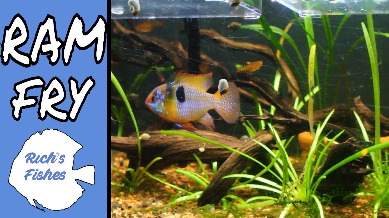 Ramfry Ram Fry Update in the fish room from the world's worst vegan! - YouTube