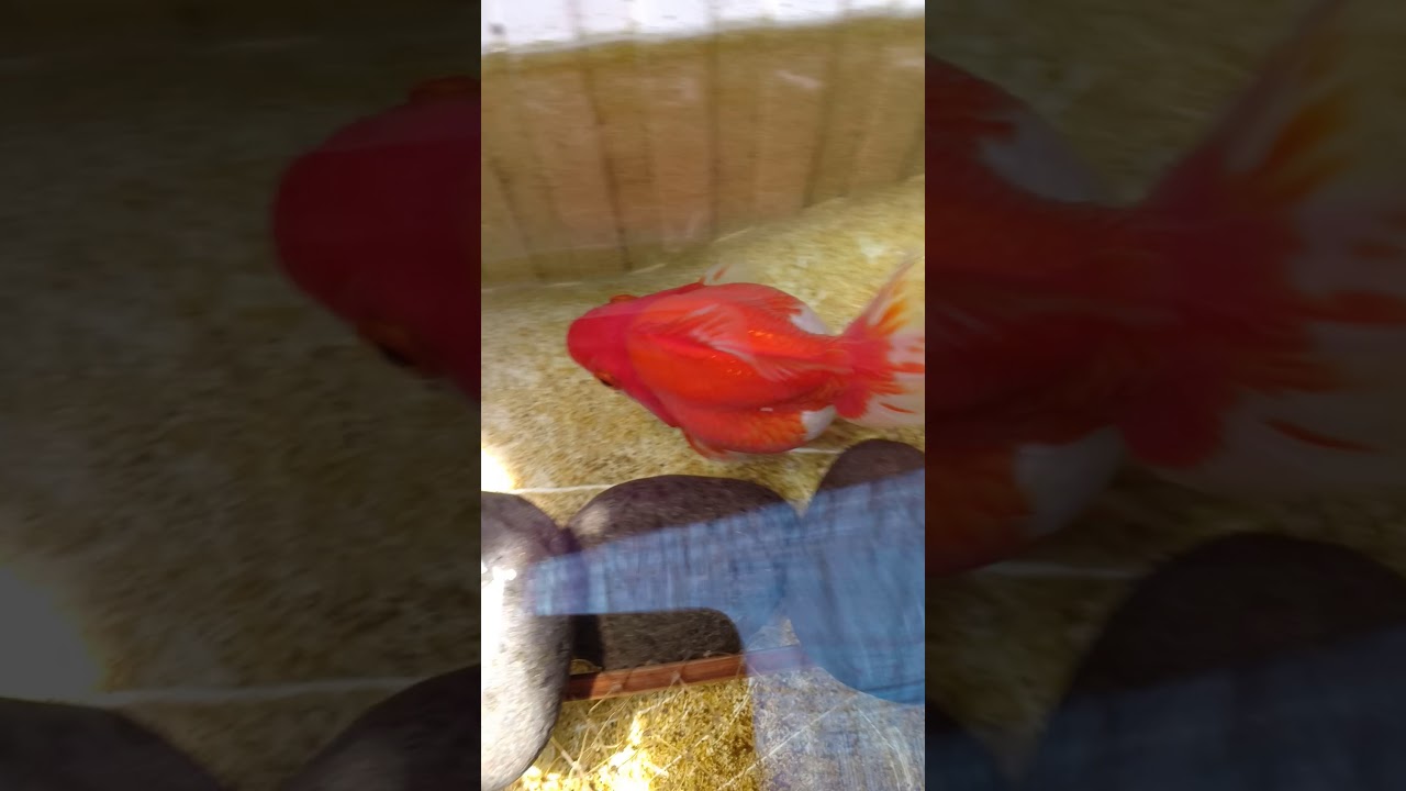 Breeding Goldfish YouTube