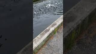 Walhalla State Fish Hatchery 🐟   Walhalla SC.  Fresh water trout Hatchery !