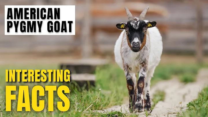 Amazing facts of American Pygmy Goat | Interesting Facts | The Beast World