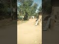 Bowling action 🔥🏏😱💀.#cricketlover #bowlervibes