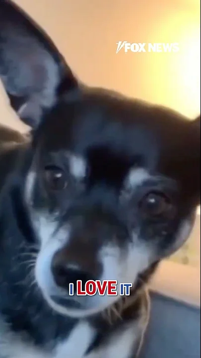 ‘SOULMATE DOG’: Family unwittingly adopts biological father of deceased pet #shorts #dog #pet #cute