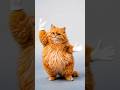 Tango with Orange cat! 💃🏻