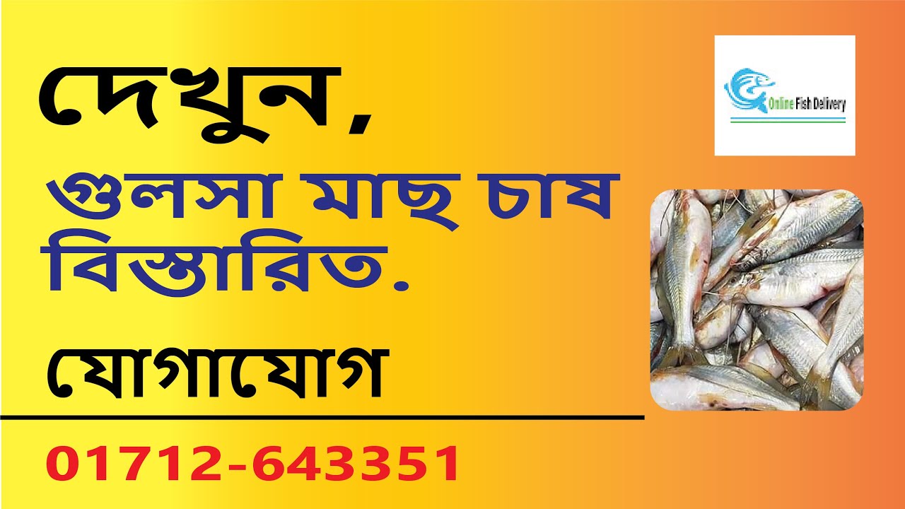 গুলসা মাছ চাষ  বিস্তারিত যোগাযোগ: 01712-643351
