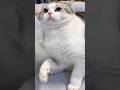 WWE with Cart #catty #cat #catvideos #animalvideos #kitten #kitty #animals