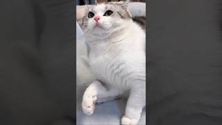 WWE with Cart #catty #cat #catvideos #animalvideos #kitten #kitty #animals