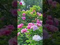 我上早八 MC药材_94
