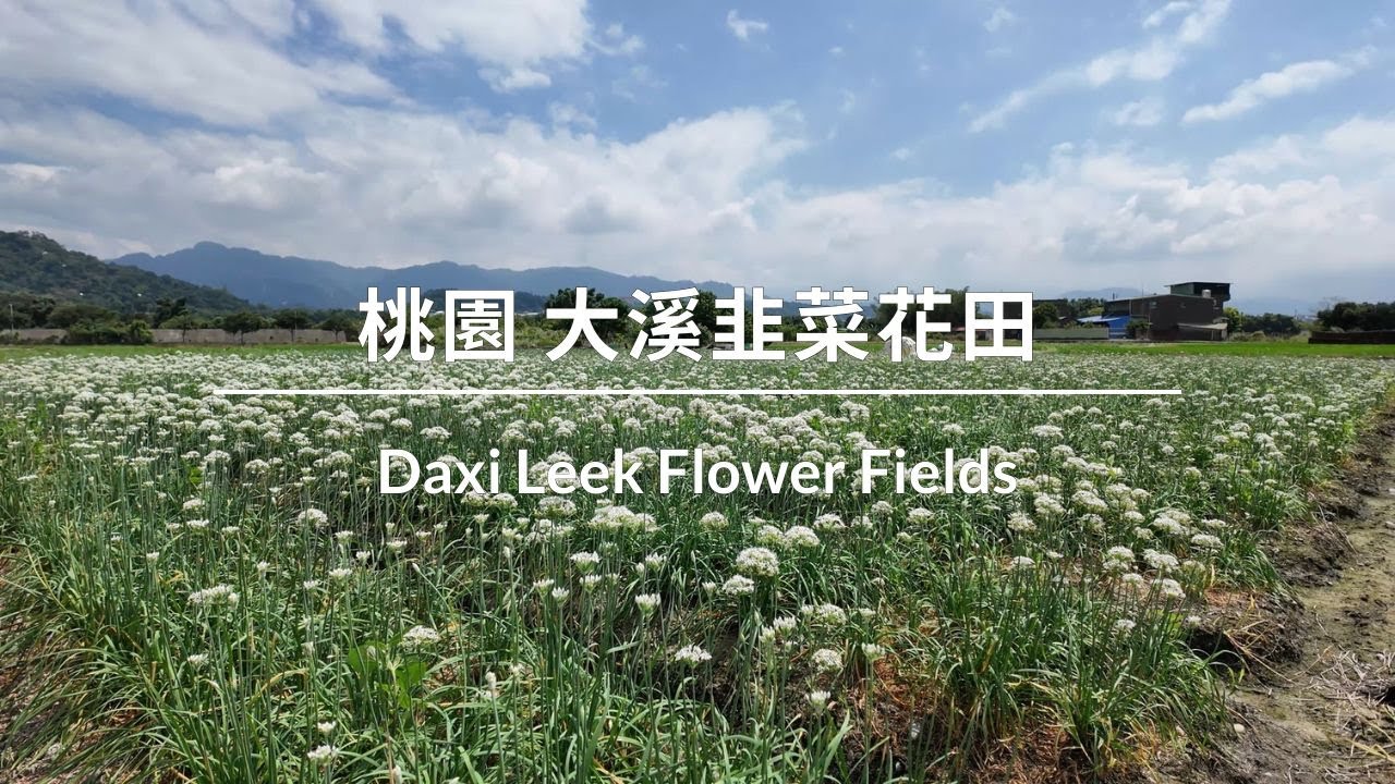 大溪韭菜花田散步 ∣ Walking in Daxi Leek Flower Fields ∣ 大渓ニラ花畑（だいけいニラばなたば）を散策0915 大溪韭菜花季
