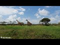 Safari al Serengeti e Ngorongoro in Tanzania