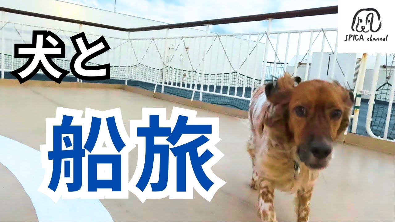 【犬と北海道旅】日本海フェリーで新潟から小樽へ。ウィズペットルームでまさかのハプニング！オスカと過ごした16時間半の船旅の記録。