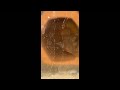 Happy New Year’s we have new year baby Pleco eggs