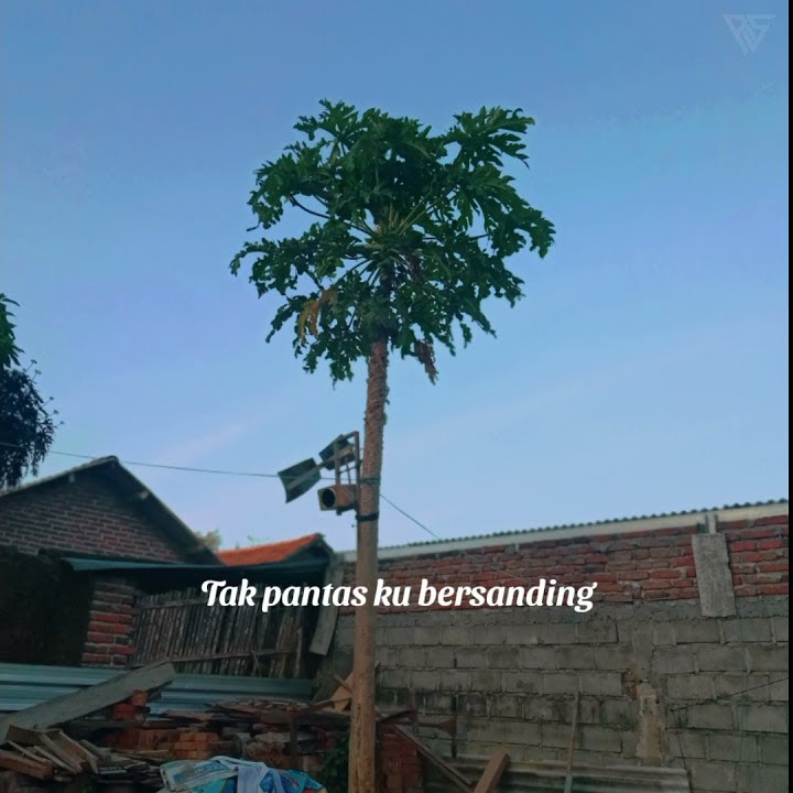YENI INKA - AKU BUKAN JODOHNYA || STORY WA LIRIK