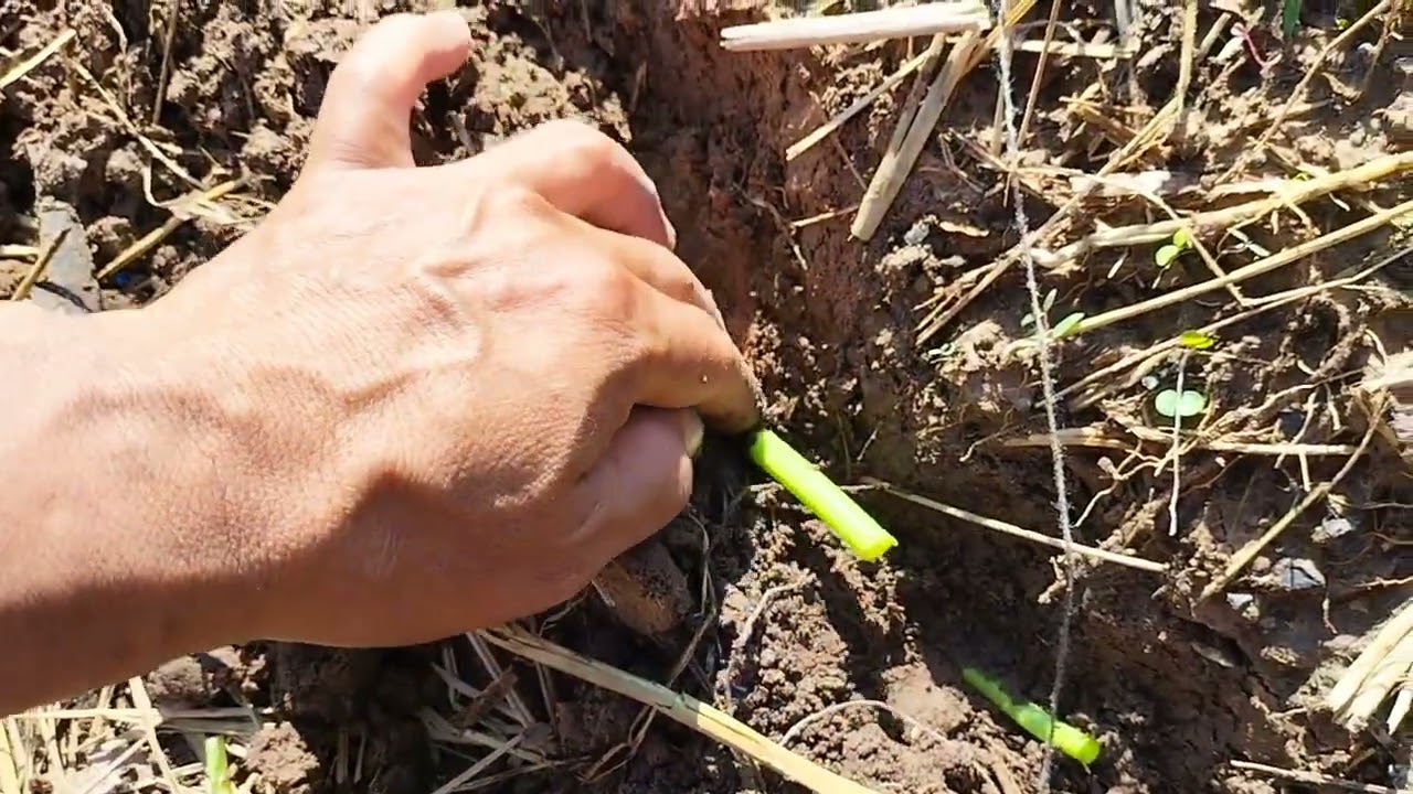 ปลูกผักบุ้งและให้ข้าวไก่ยามเช้า