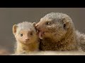 Dwarf mongoose  pocketsized badasses  1 minute animals