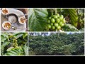 Coffee and spices plantation tour in coorgcoffee plantsspices plantsoriginal coffee and spices